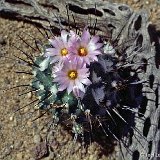 Turbinicarpus roseiflorus ©JLcoll.4416.jpg